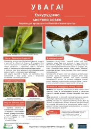 Листівка Spodoptera frugiperda