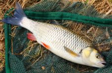 depositphotos 34672369-stock-photo-big-european-chub